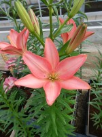 [5005 Little Kiss No01.JPG]